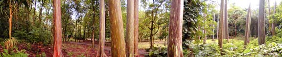 Euclayptus Grove Keanae