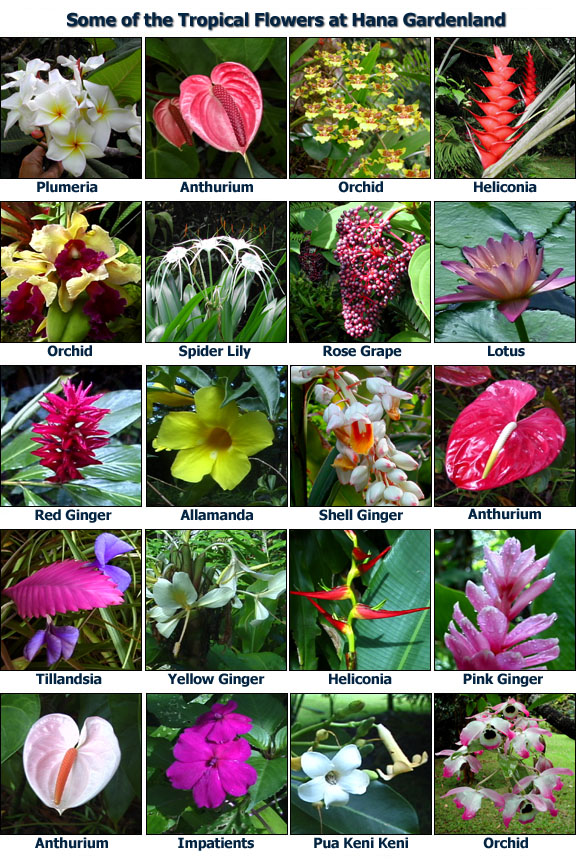 Hana Maui Flower Farm | Best Flower Site